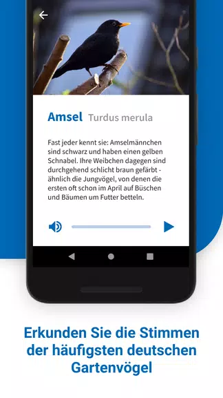 40 Gartenvögel & ihre Stimmen Screenshot 1