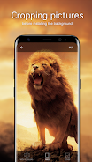 Lion Wallpapers 4K स्क्रीनशॉट 2