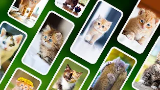 Kitten Wallpapers 4K ภาพหน้าจอ 0