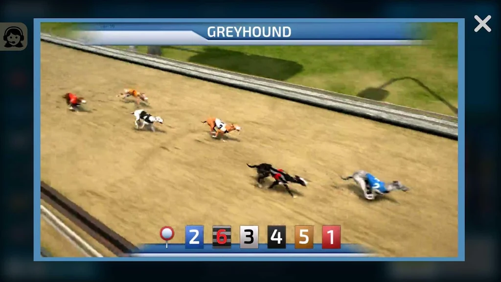 Dogs3D Races Betting應用截圖第1張