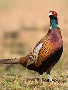 Pheasant sounds Ảnh chụp màn hình 0