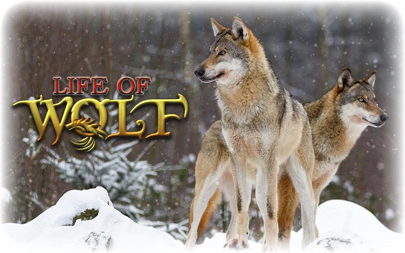 Wolf Life Simulator স্ক্রিনশট 0