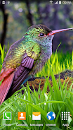 Hummingbirds Live Wallpaper Screenshot 2