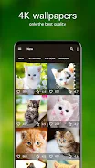 Kitten Wallpapers 4K Tangkapan skrin 1