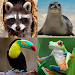 Animals Memory Game